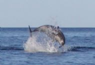 Dolphin Leaping in the Firth